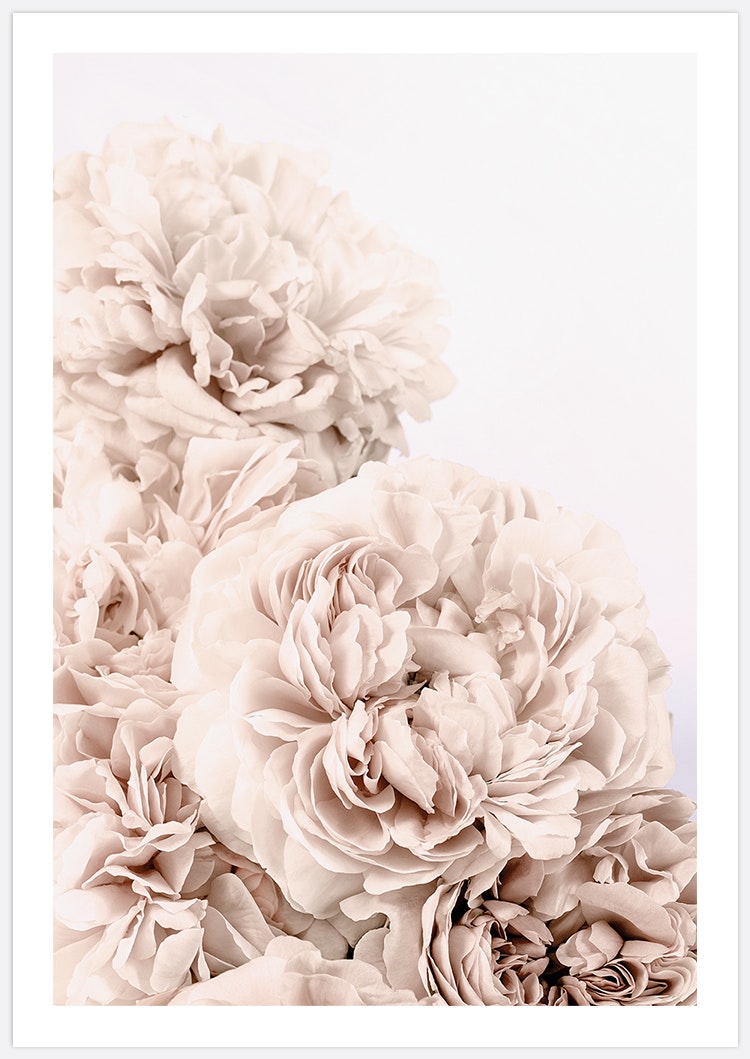 Soft Beige Roses 2 Art Print