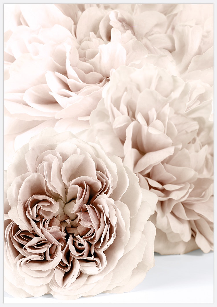 Tavelvägg Beige Roses inspiration Art Print