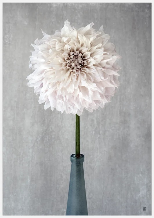 Dahlia in vase art print