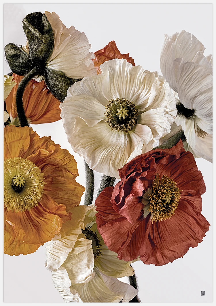 Light-coloured Poppies 2 Art Print