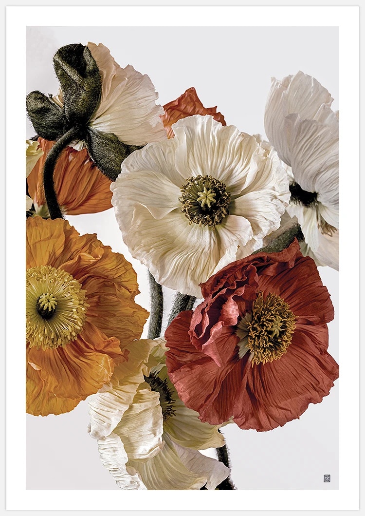 Light-coloured Poppies 2 Art Print