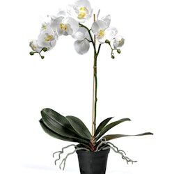 Orkidé Vit 60cm Mr Plant