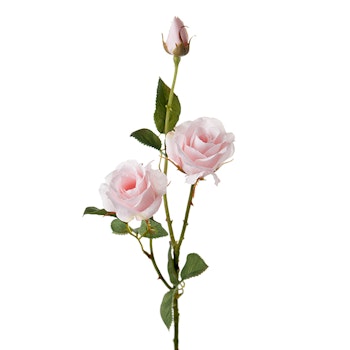 Ros Rosa 68cm Mr Plant