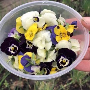 Ätliga blommor- viol mixad färg  i ask (15-20 st)