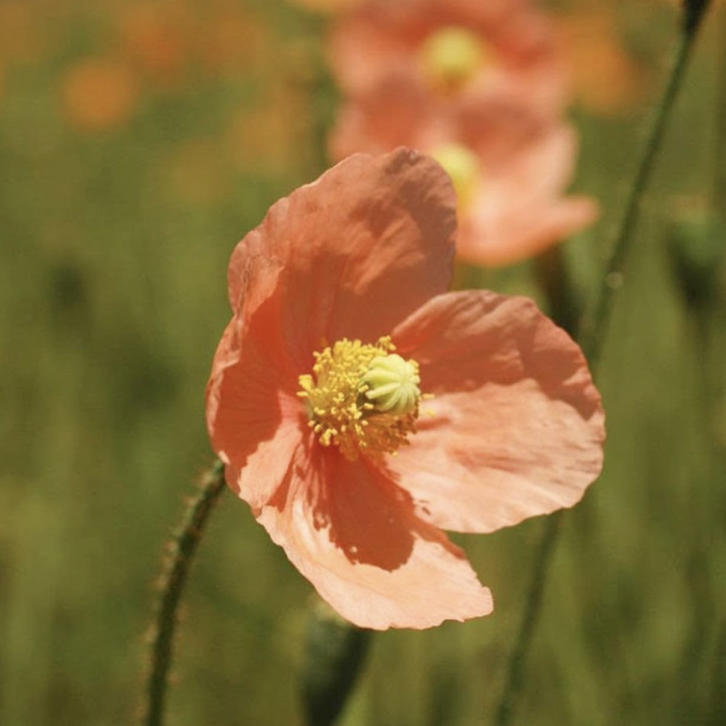 Poppy Flower porslinsörhängen i vitt