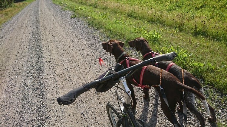 Dragsele Dragråttan Multi-Sport - Dragbutiken.se - Sveriges bredaste utbud  inom Draghundssport