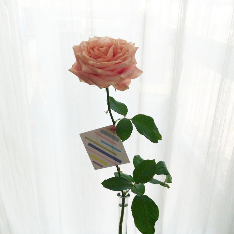 Gratulationskort - Rosa 8cm