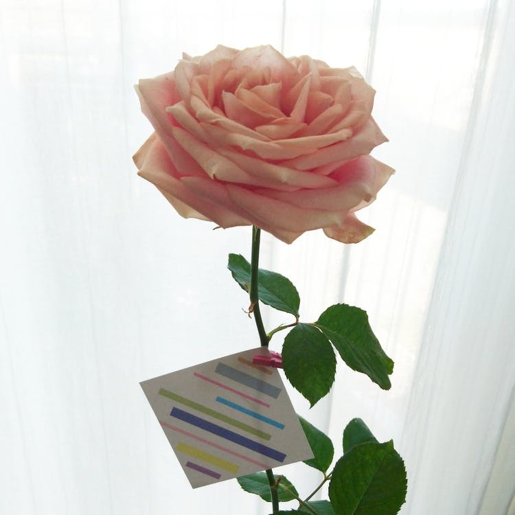 Gratulationskort - Rosa 8cm