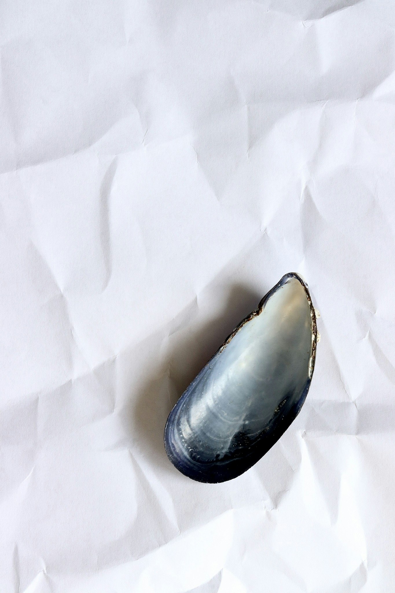 Blåmussla