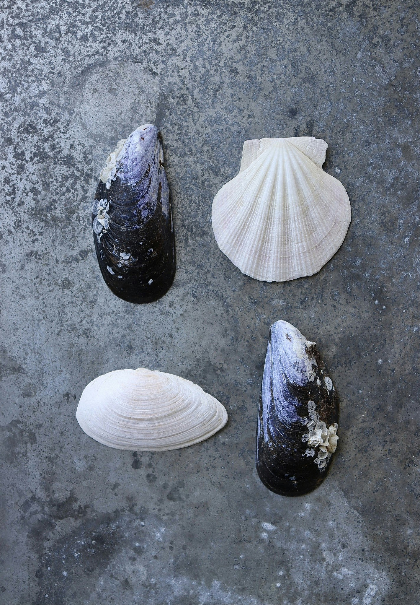 Things I Found - Shells