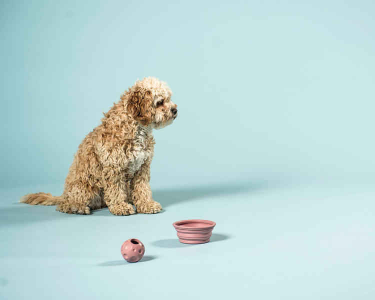 miljöbild med en hund som har en moonball och en to go skål framför sig från Hevea.