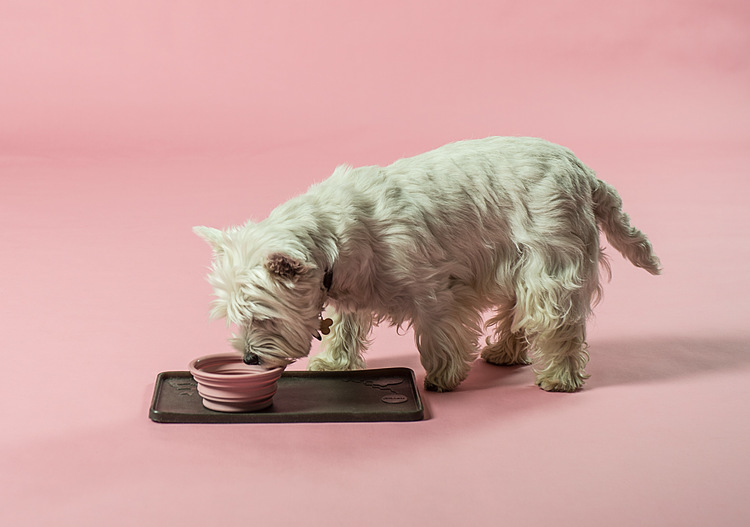 miljöbild av en rosa hevea to go hundskål med en vit hund som äter ur skålen.