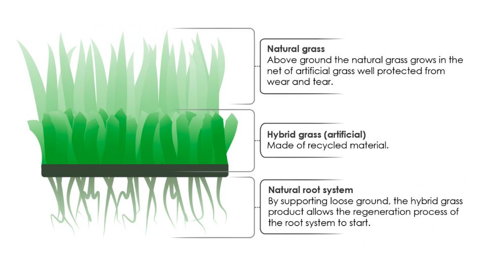 Hybridgräs 1x1 m - Grimsholm