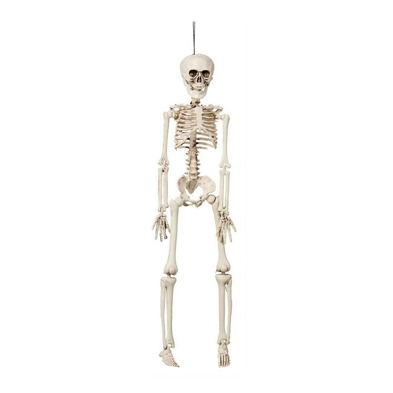 Hängande Böjbart Skelett Prop