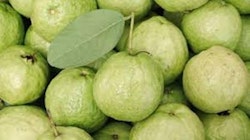 Guava 5kgs box