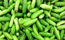 Scarlet Gourd / Dondakaaya / Tindora  5kg box