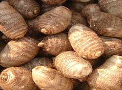 Arbi/ Colocasia / Chaamadumpa 5kg box
