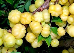 Small Amla / Desi Gooseberry 4kg box