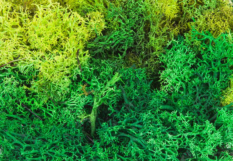 Faller Lichen, assorted, green, 50 g