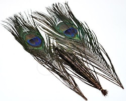 Troutline Standard Peacock Eye Feathers Set of 2 Feathers