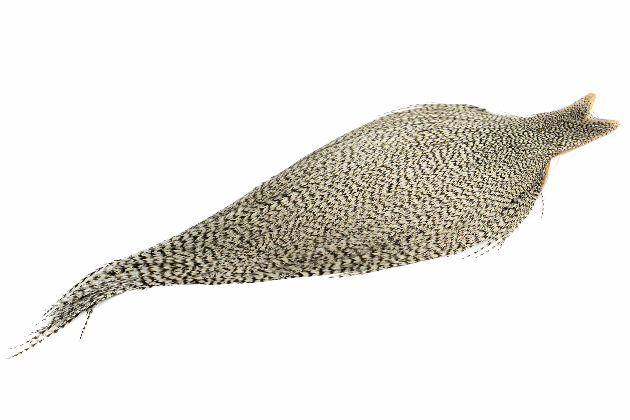 Whiting Bronze Cape