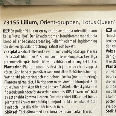 Lilja Orient Dubbel Lotus Queen Rosa