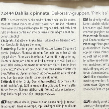 Dahlia Hög Pink Isa