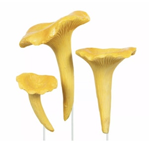 Kantarell Stick Mix Poly 3pk