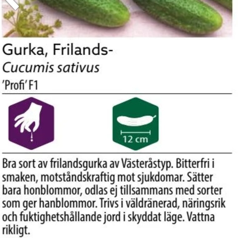 Frilandsgurka Västerås