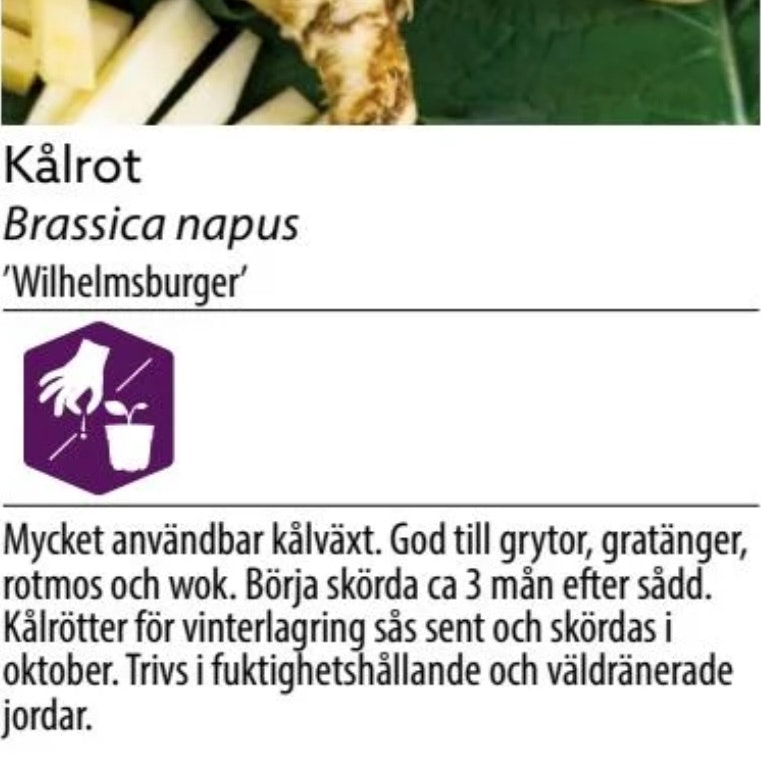 Kålrot Wilhelmsburger