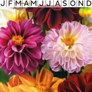 Sommar Dahlia Redskin