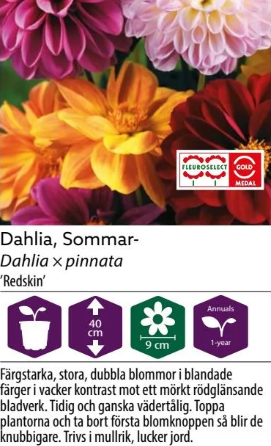 Sommar Dahlia Redskin