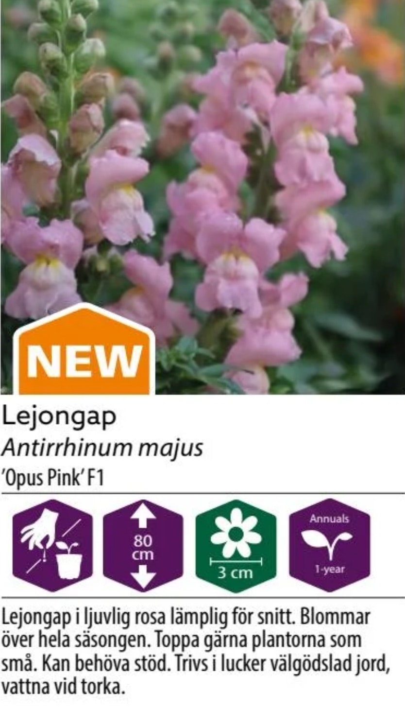Lejongap Opus Pink