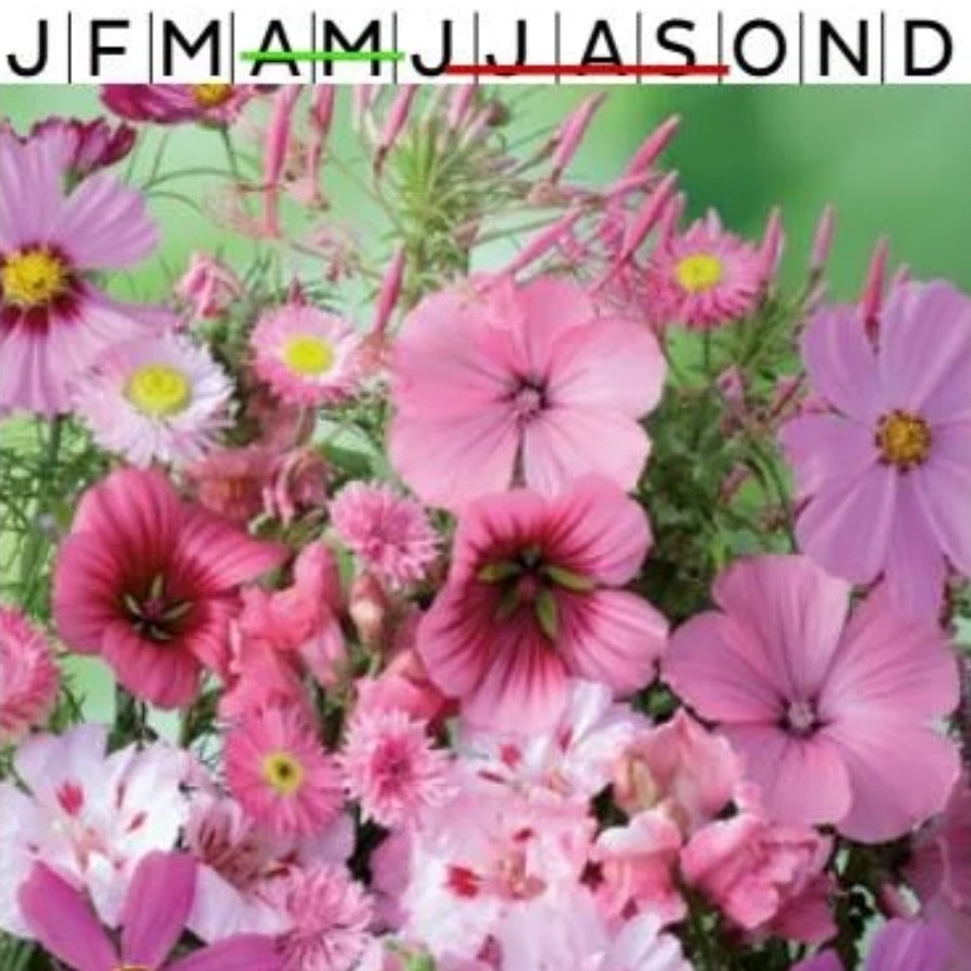Sommarblommor mix Rosa