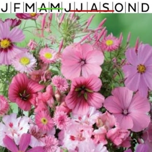 Sommarblommor mix Rosa