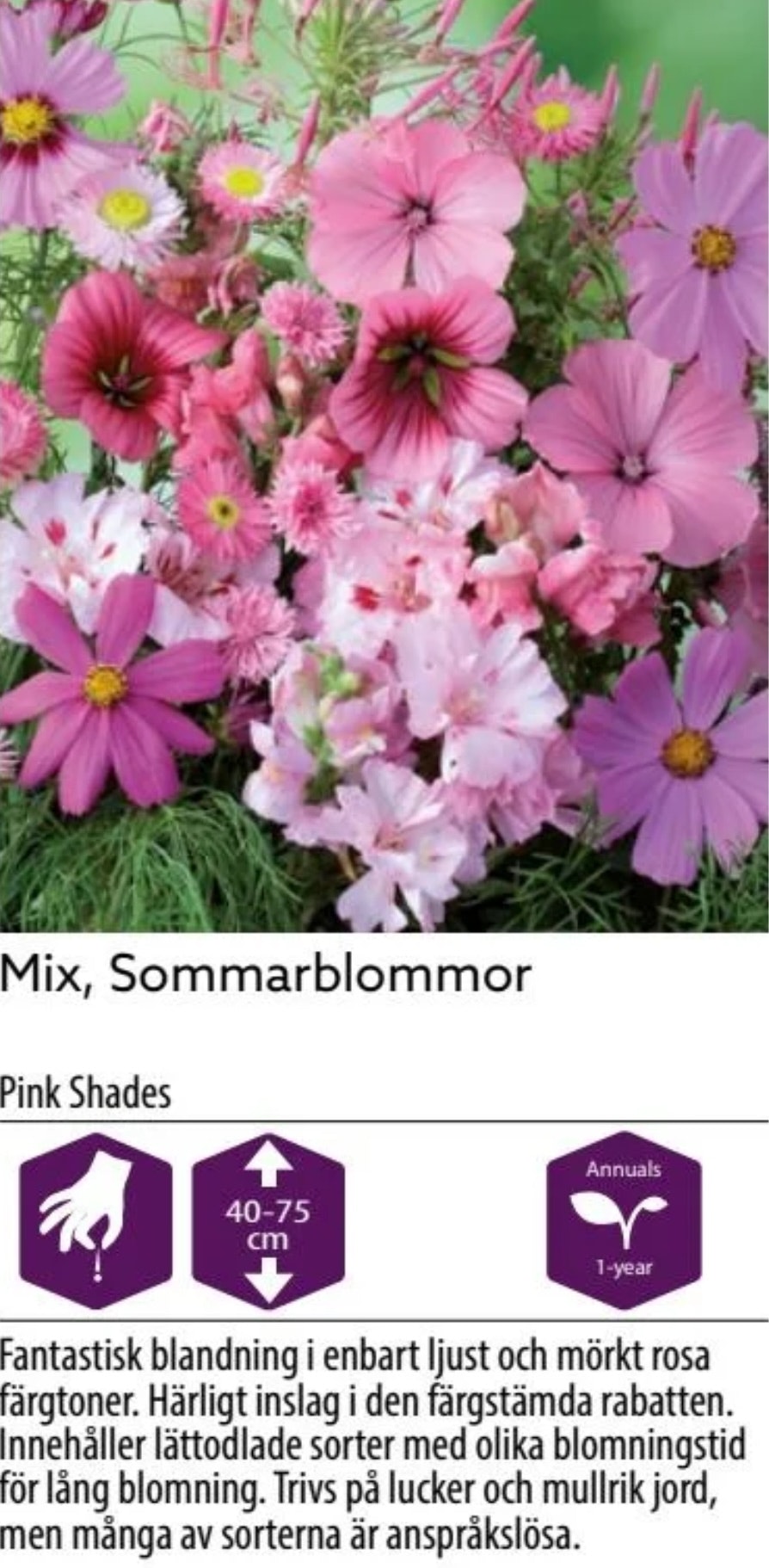 Sommarblommor mix Rosa