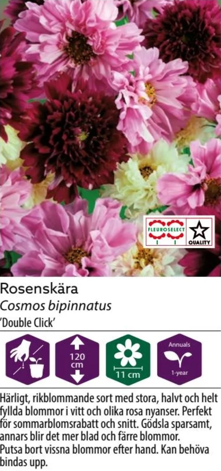 Rosenskära Double Click