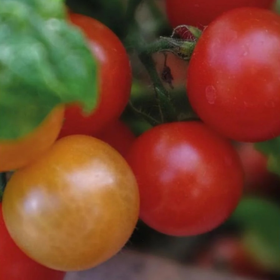 Tomat Kruka Veranda Red