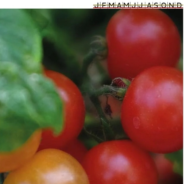 Tomat Kruka Veranda Red
