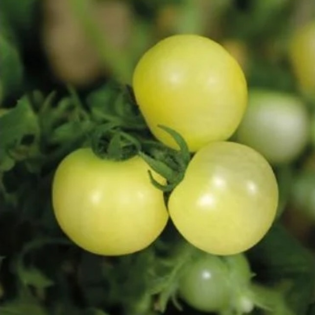 Tomat Kruk Balconi Yellow