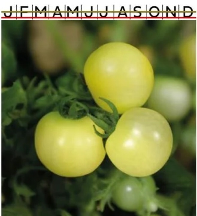 Tomat Kruk Balconi Yellow