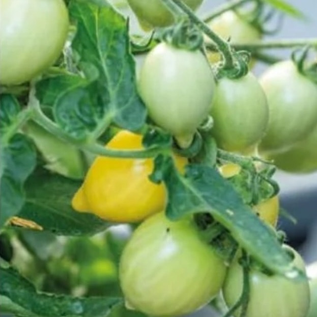 Tomat Kruk Funnyplums Creamy Yellow F1