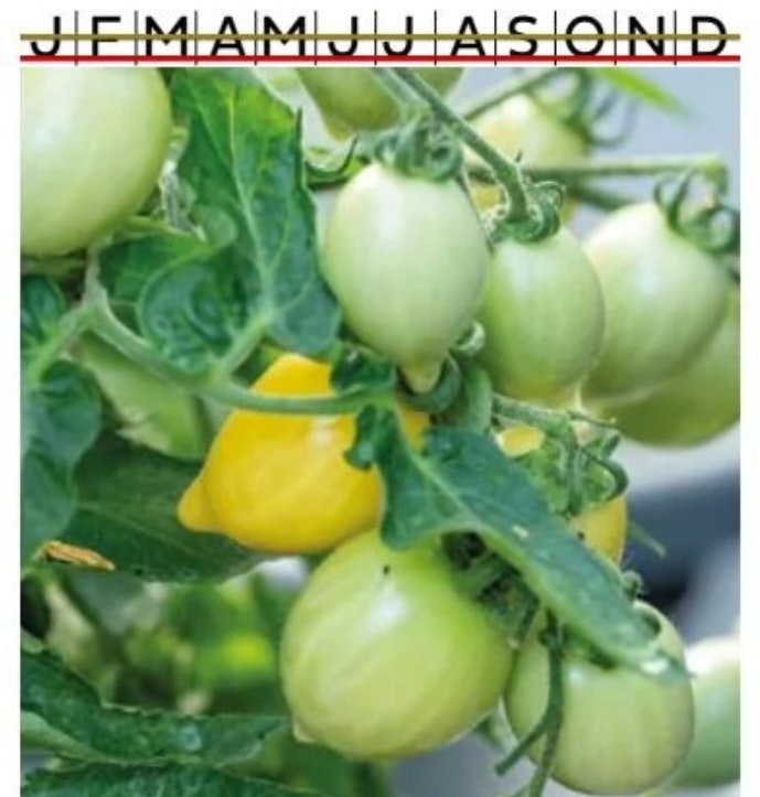 Tomat Kruk Funnyplums Creamy Yellow F1