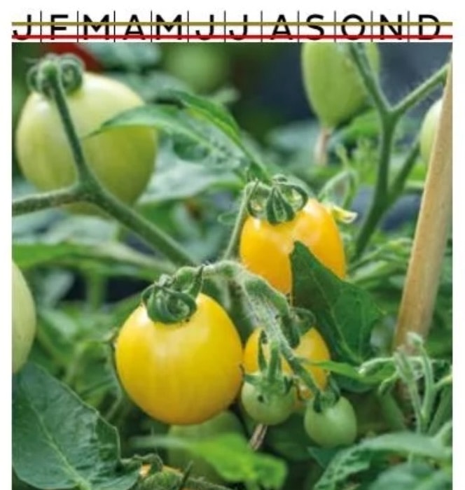 Tomat Kruka Funnyplums Orange F1