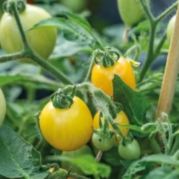 Tomat Kruka Funnyplums Orange F1