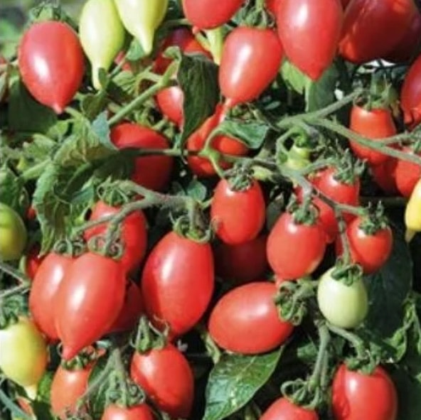 Tomat Kruka Funnyplums Rosy Pink F1