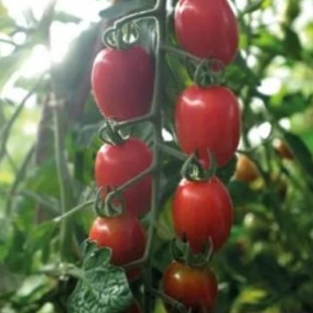 Tomat Hög Monterrey F1 Organic