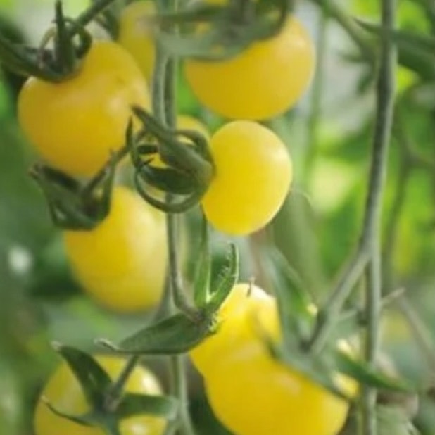 Tomat Hög White Cherry