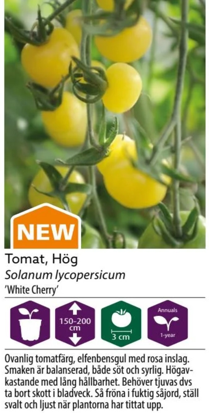 Tomat Hög White Cherry