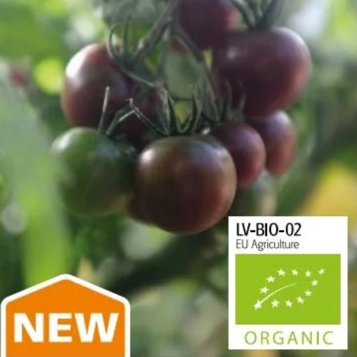 Tomat Hög Black Cherry Organic